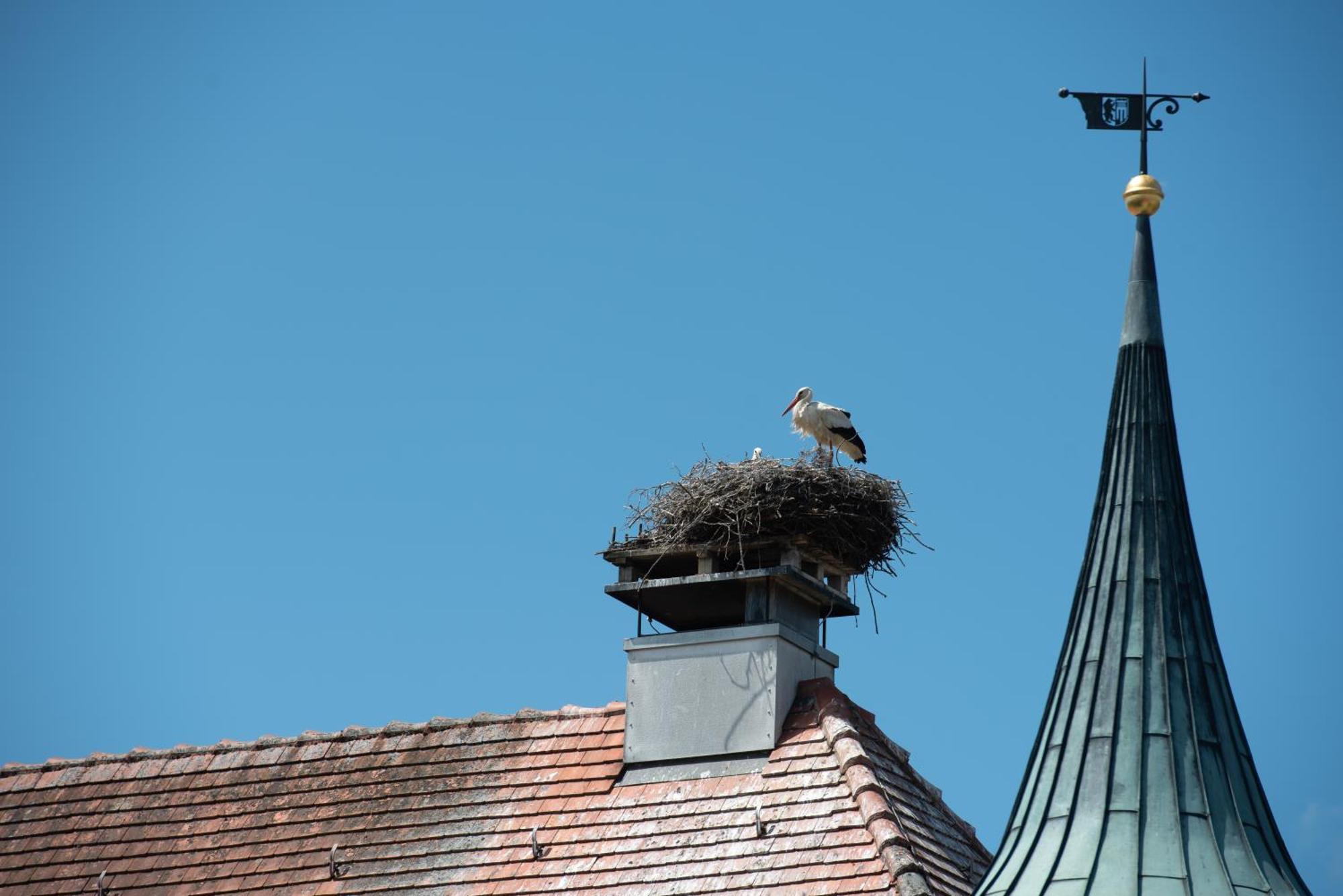 ZUM SCHLOSS Amtzell Exterior foto